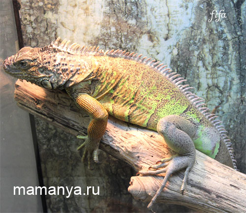 игуана